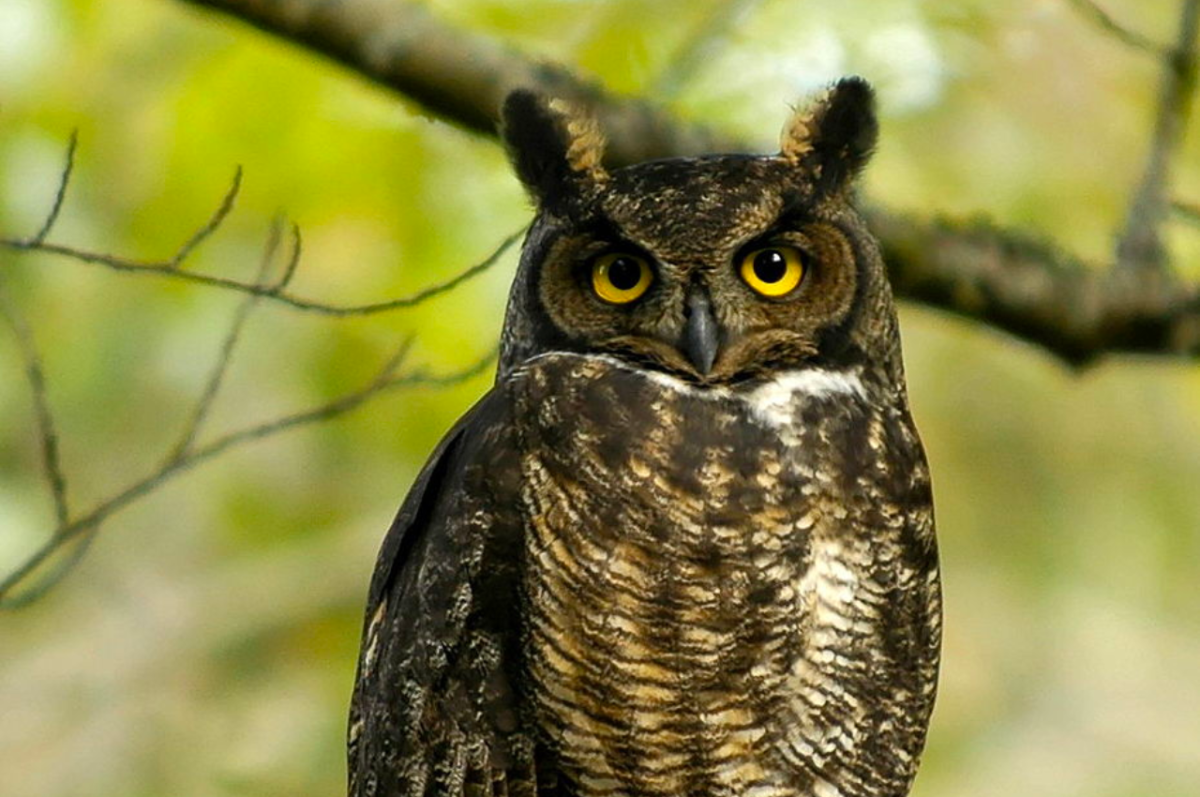Everything You Wanted to Know About the Great Horned Owl