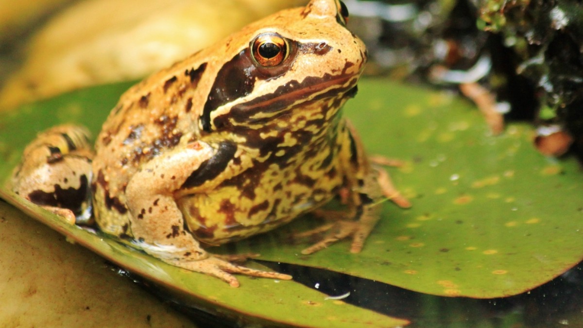Frogs and Toads: Facts and Info