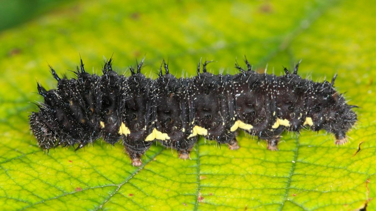Caterpillars With Spines: A Quick and Easy Guide (With Photos)