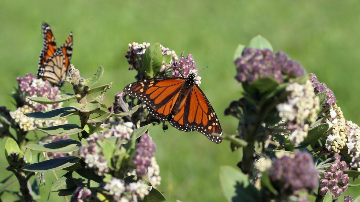 Butterflies on Milkweed: Identification Guide With Photos