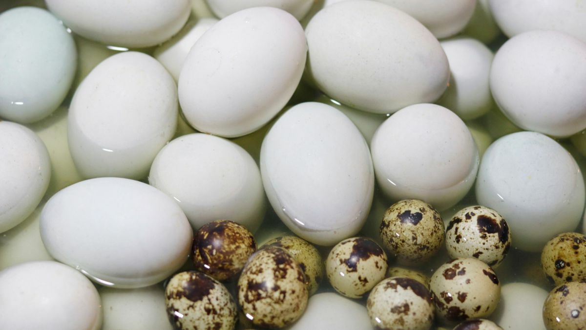 An Assessment of the Balut Industry: Future Challenges