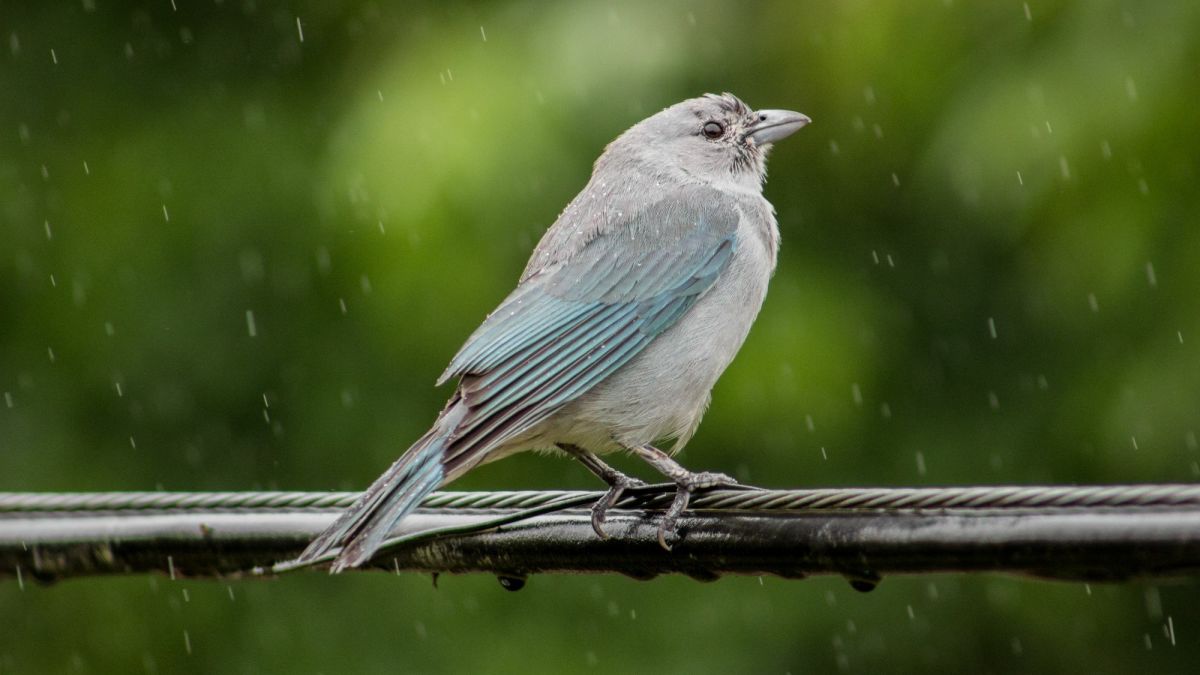 Where Do Birds Go When It Rains?