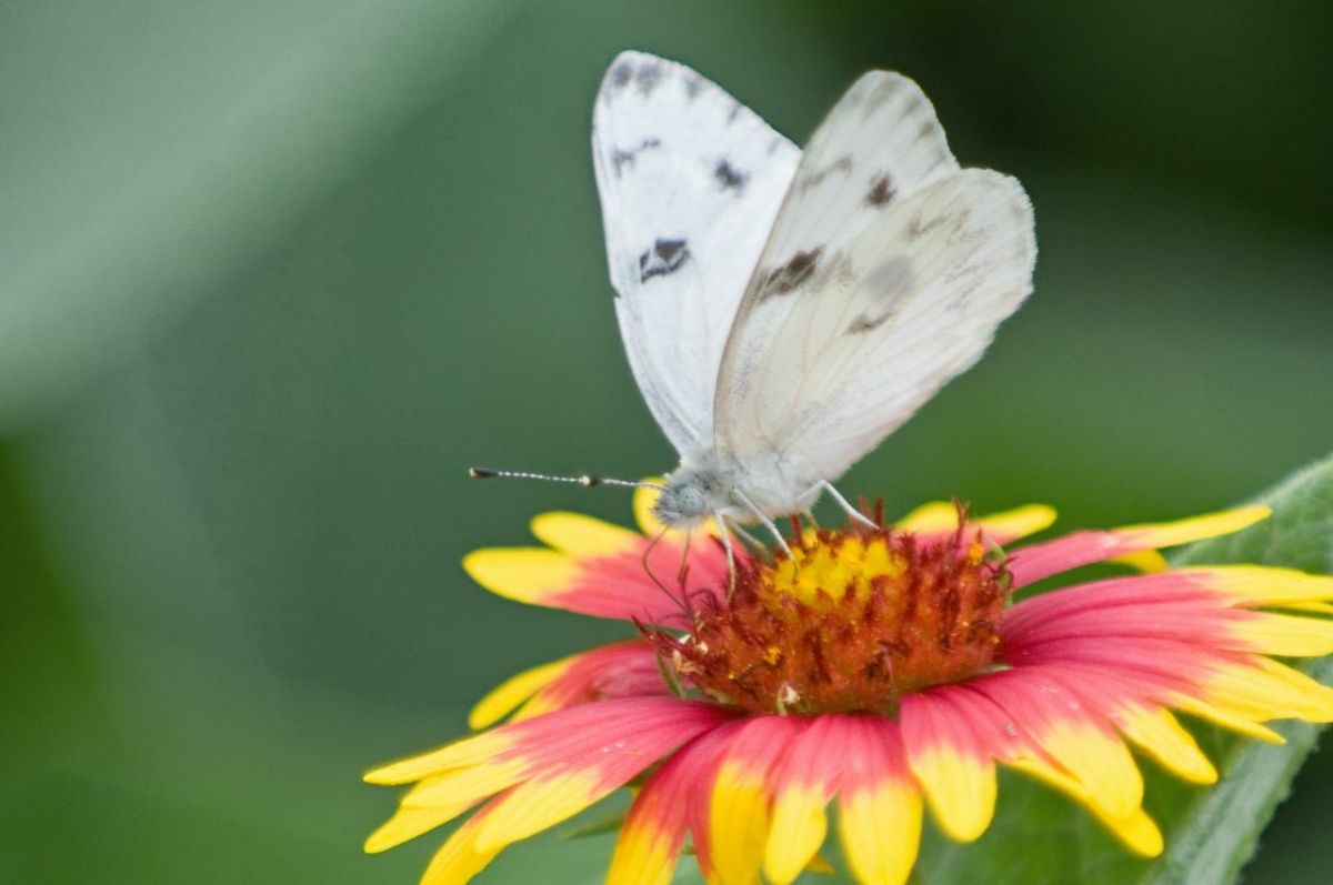 White Butterfly Identification Guide With Photos