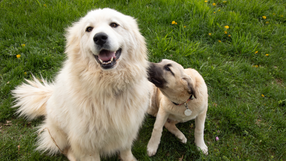 Can Dogs Get Jealous of Other Dogs? Strategies to Reduce Jealousy in