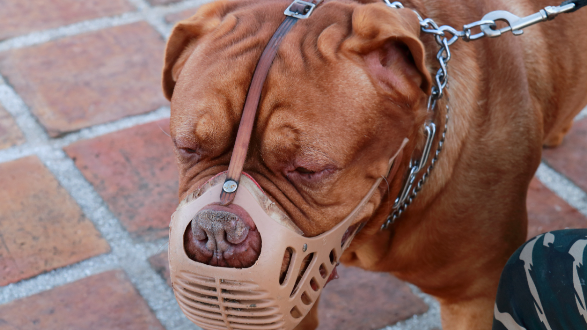 Help, My Bulldog Nips When I Try to Clean His Face Wrinkles! PetHelpful