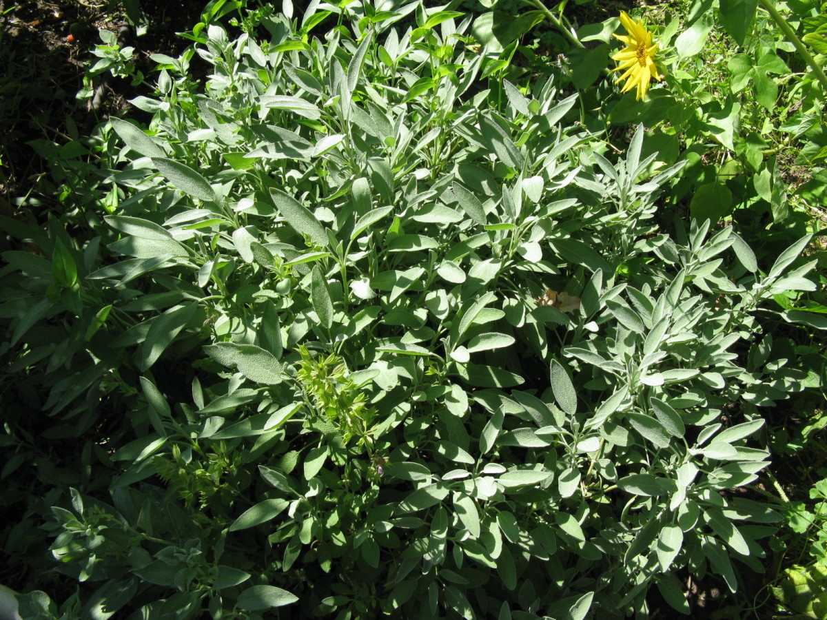 Sage Garden Top
