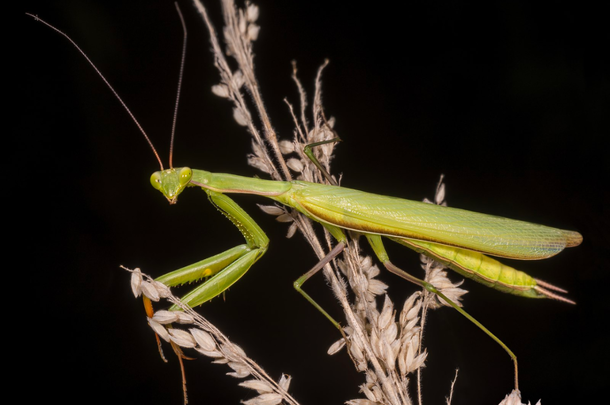 Connecticut State Insect Lesson: The European Mantis