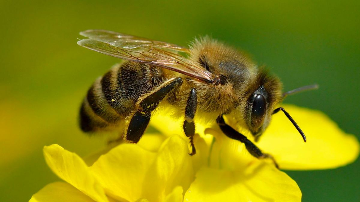 State Insect of Louisiana Lesson: The Western Honeybee