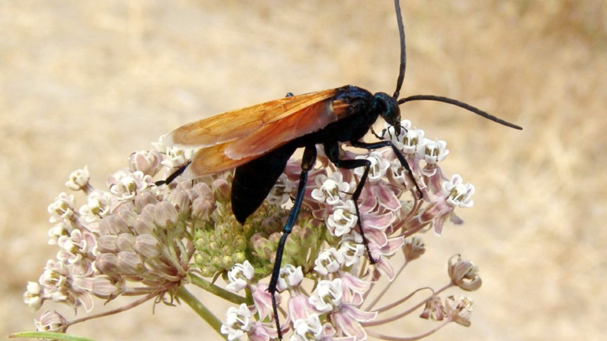 Tarantula Hawk Wasp: State Insect of New Mexico (Lesson)