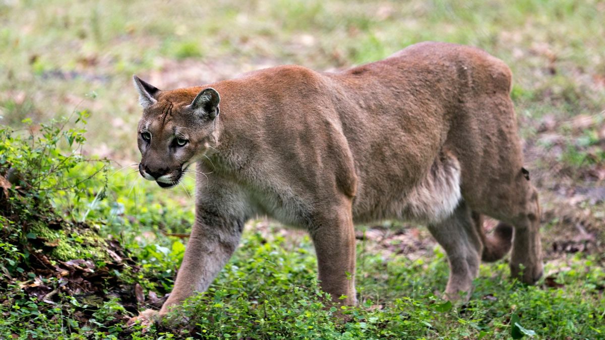 The Florida Panther: Facts and Conservation Efforts