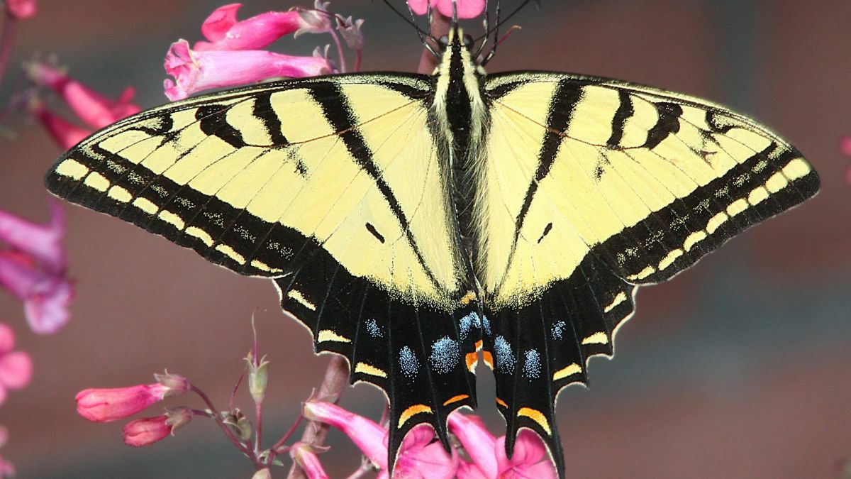 Two-Tailed Swallowtail Butterfly: State Insect of Arizona Lesson