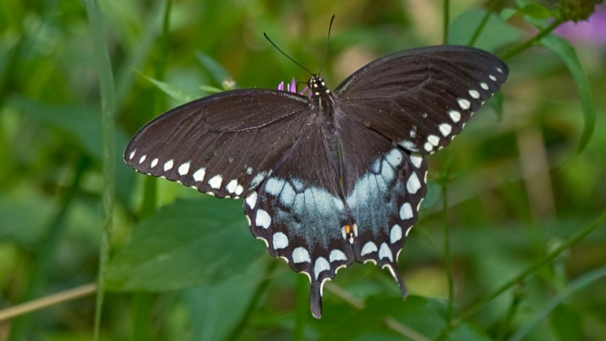 The Spicebush Swallowtail: Mississippi's State Butterfly