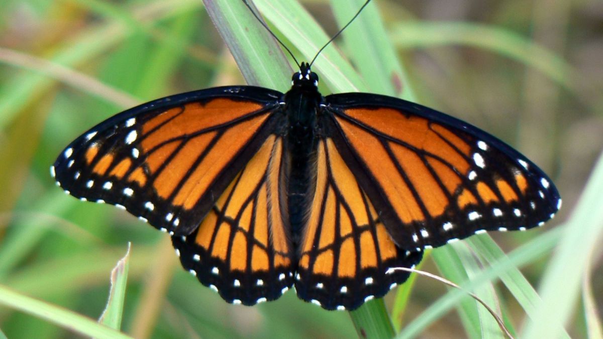 The Viceroy: Kentucky's State Butterfly (Lesson)