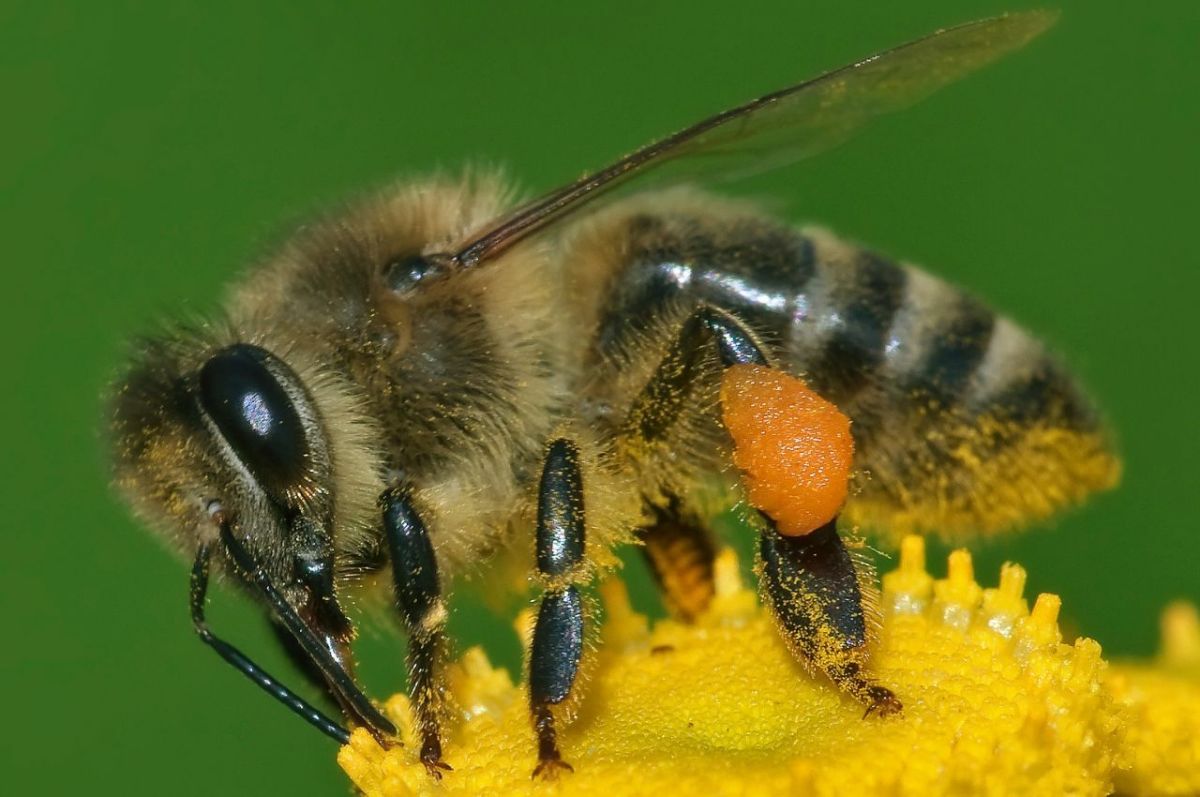 Western Honey Bee: The State Insect of Arkansas (Lesson)