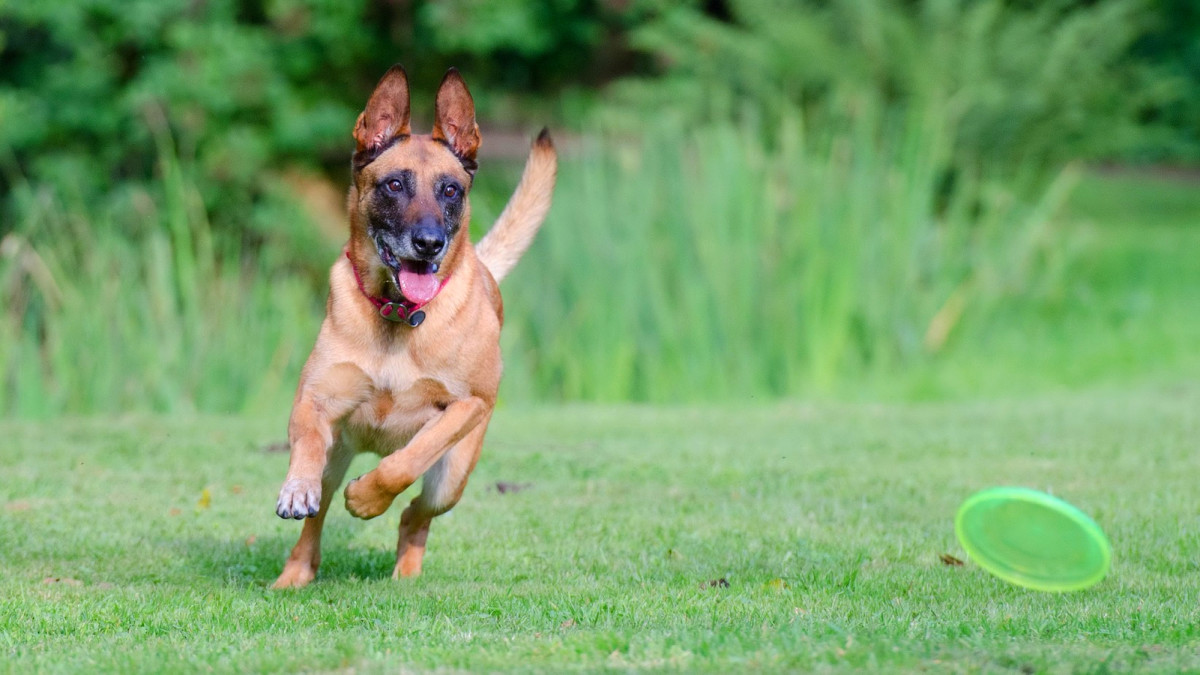 Belgian Malinois: A Comprehensive Guide to This Energetic and Smart Dog Breed