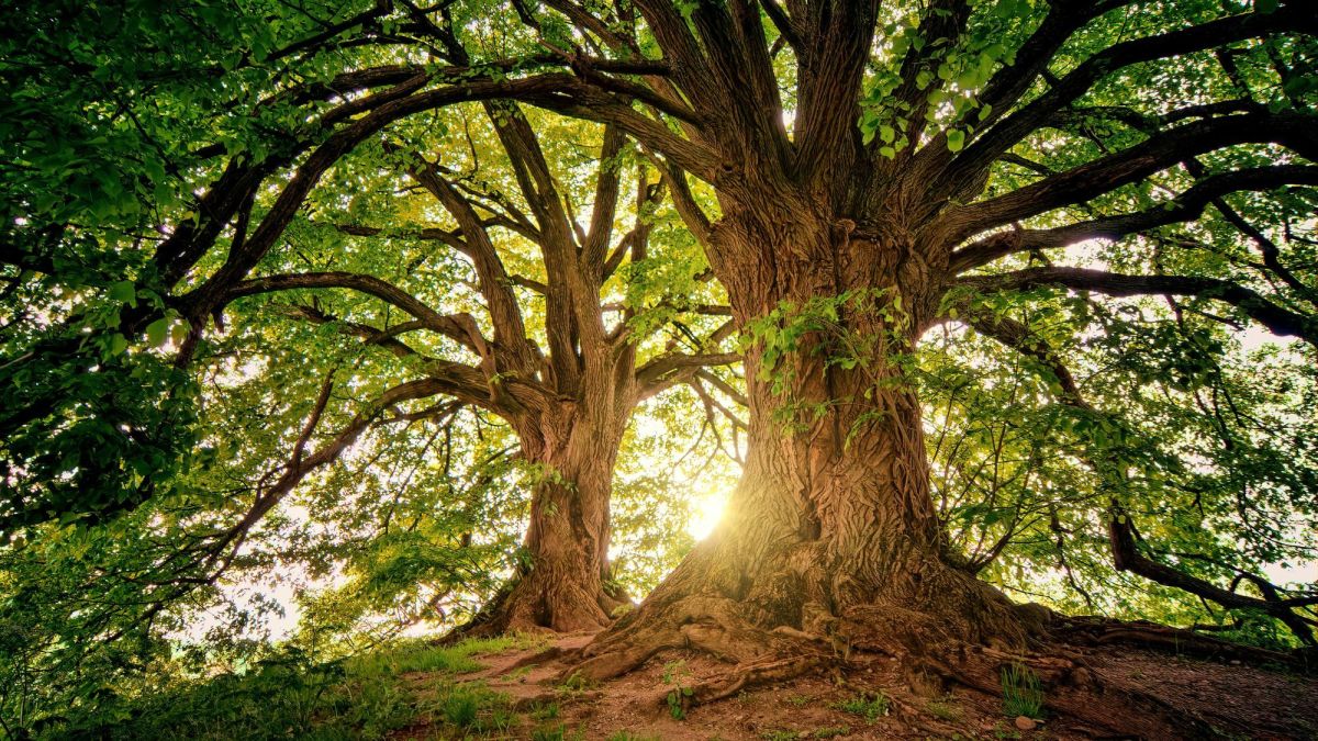 10 Fun Facts About Trees - Owlcation