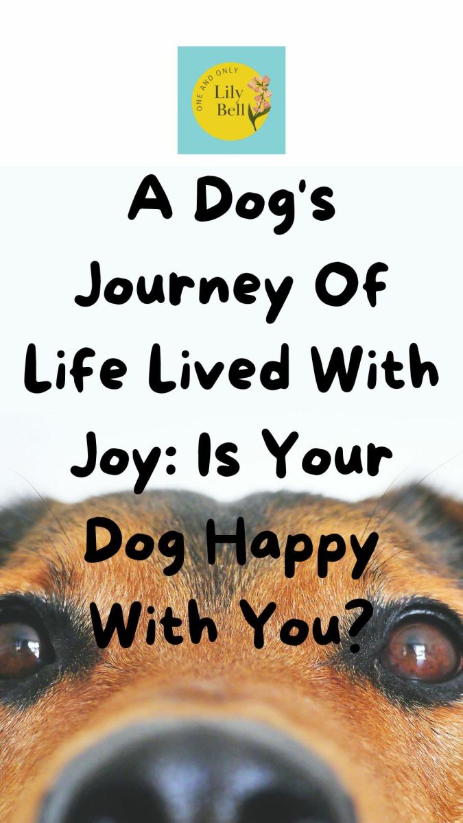 A Dog's Journey of a Life Lived With Joy: Is Your Dog Happy With You?