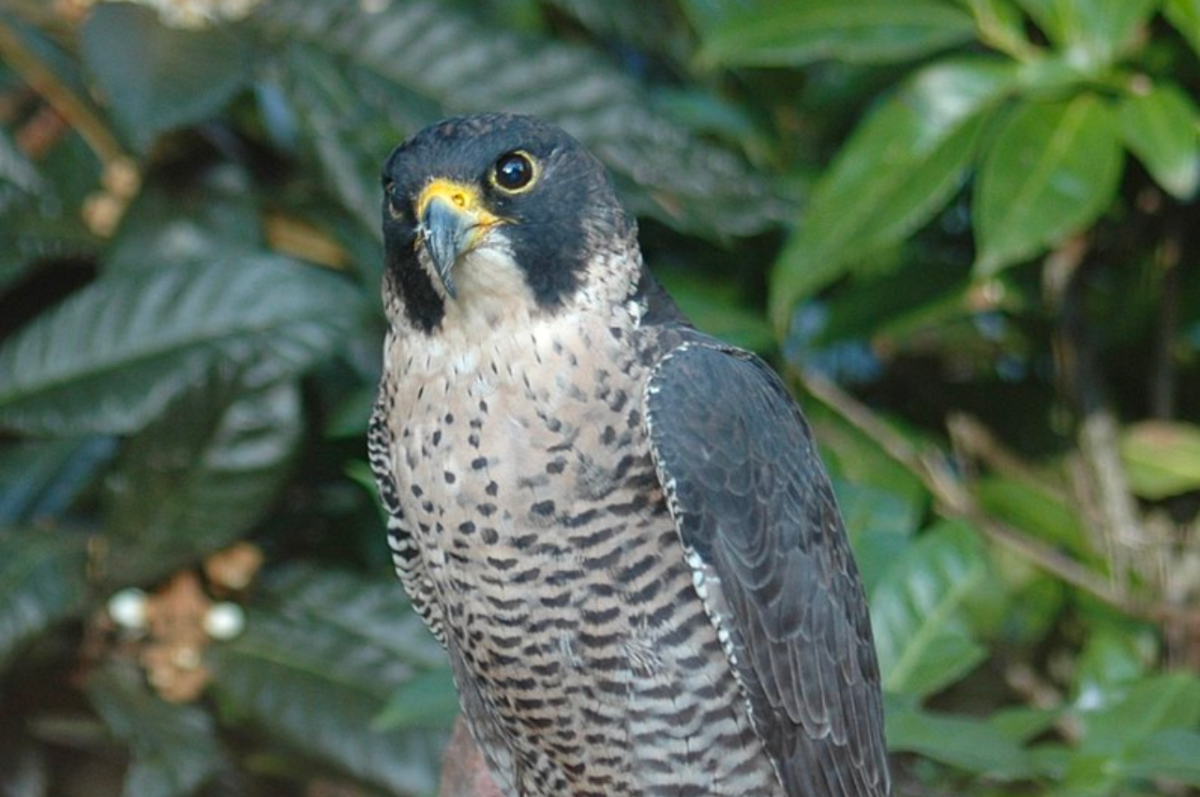 The Peregrine Falcon: Characteristics, Conservation, and More