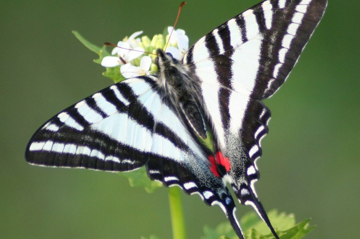 Zebra Swallowtail: Tennessee's State Butterfly