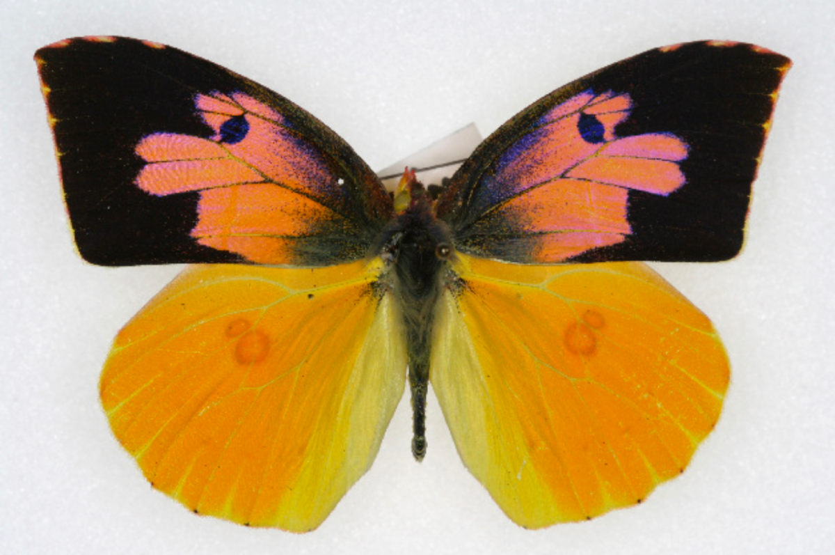 State Insect of California: The California Dogface Butterfly