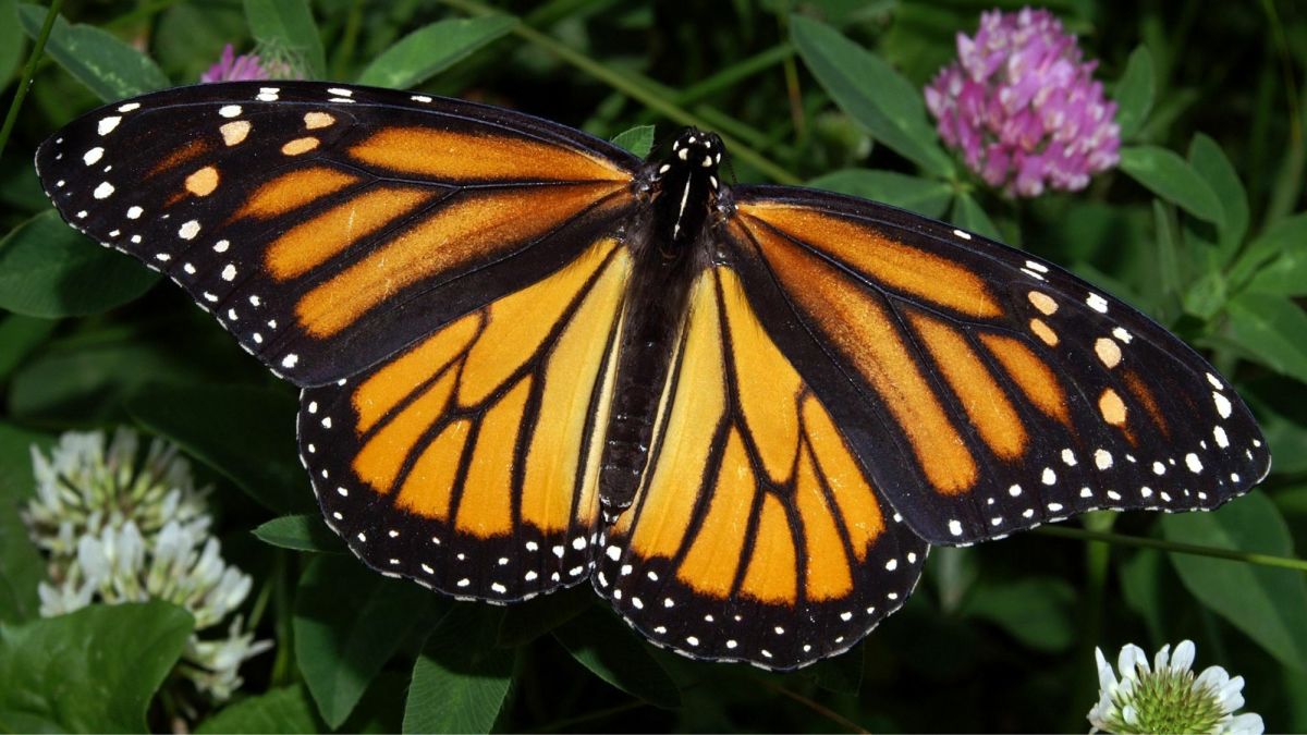 Monarch Butterfly: Alabama's State Insect (Lesson)