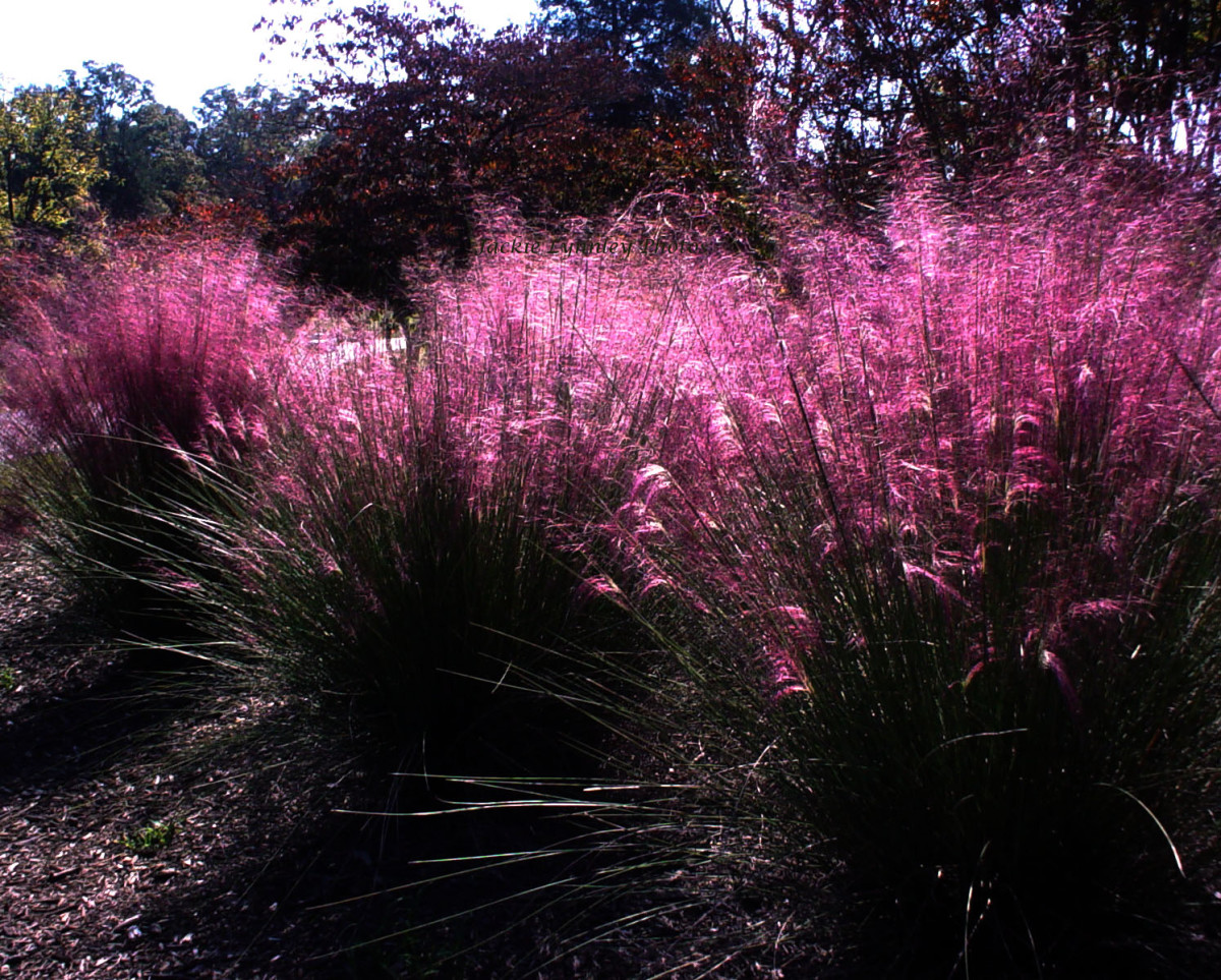 Fountain Grass Garden Beauty HubPages