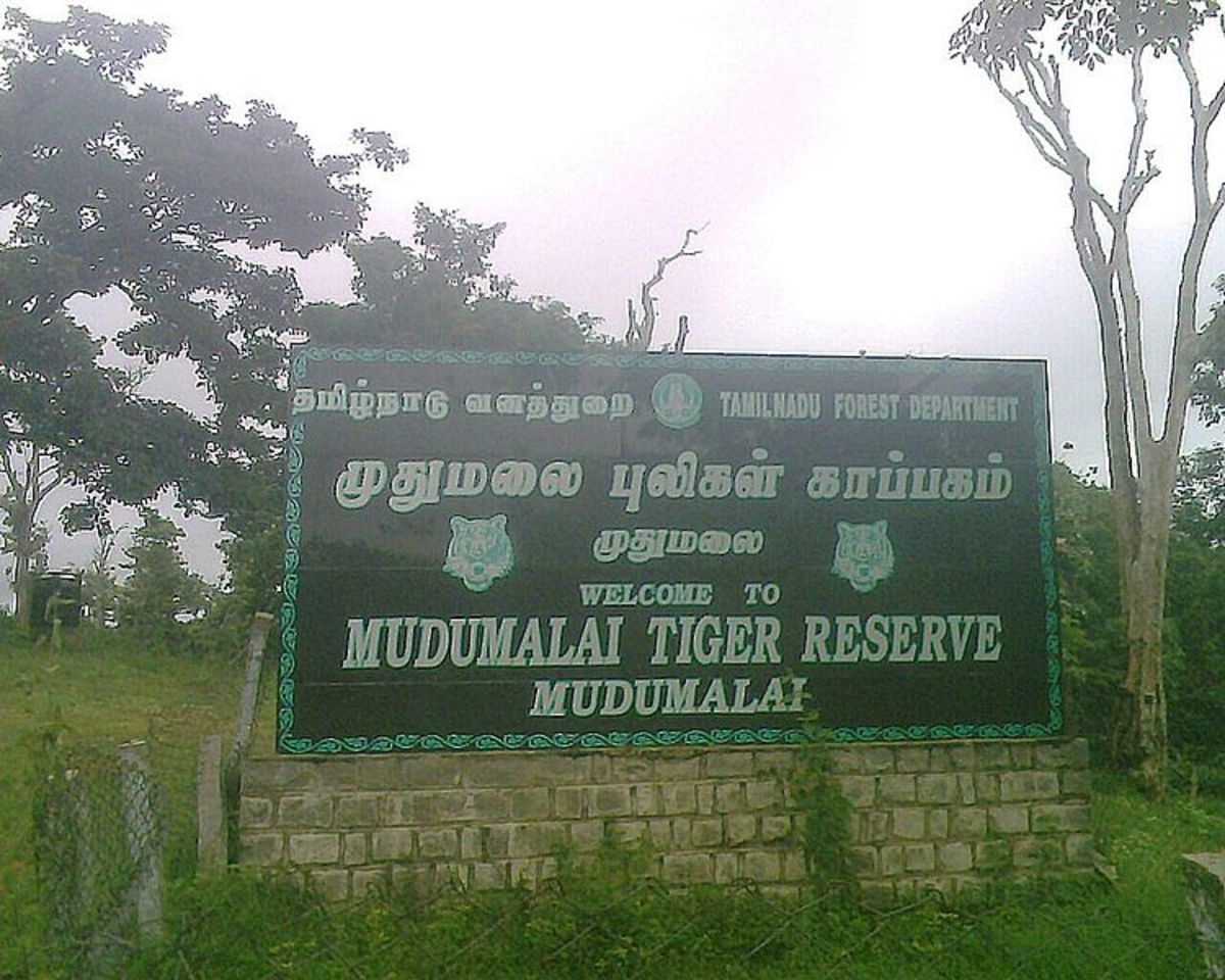 How To Reach Mudumalai Wildlife Sanctuary, Tamil Nadu