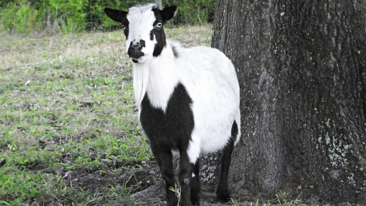 Fainting Goats: Why Do They Faint?