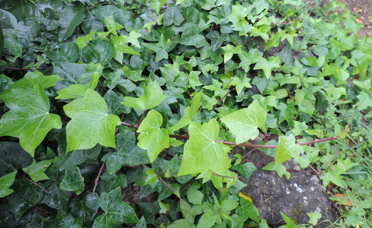 How to Identify and Care for Madeira (Algerian) Ivy