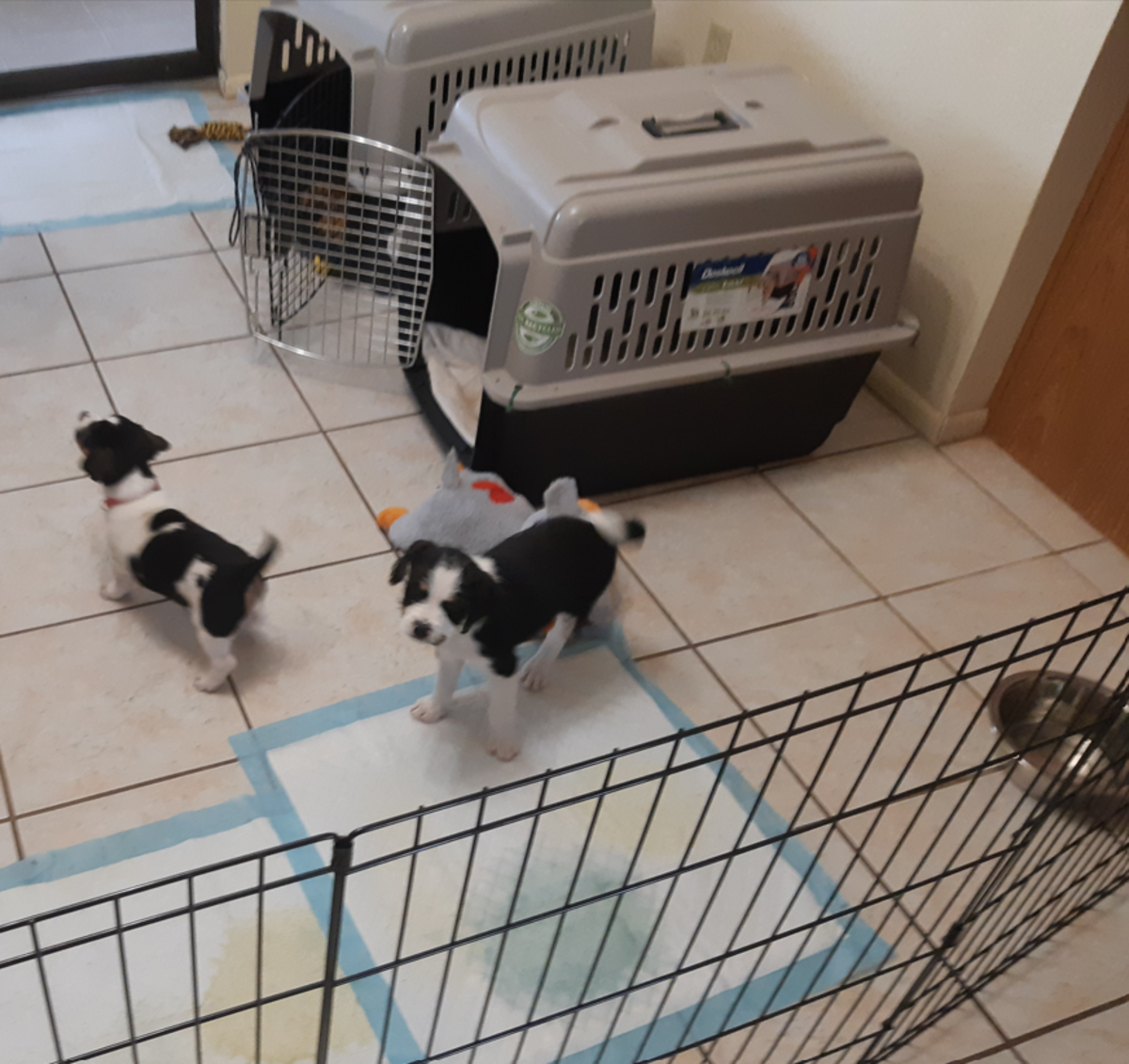 A setting for puppies who aren't fully crate trained nor potty trained yet. They can sleep in the crate when they want and use the pee pads as needed.