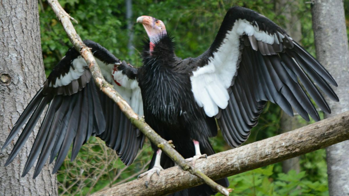 Everything You Need to Know About the California Condor