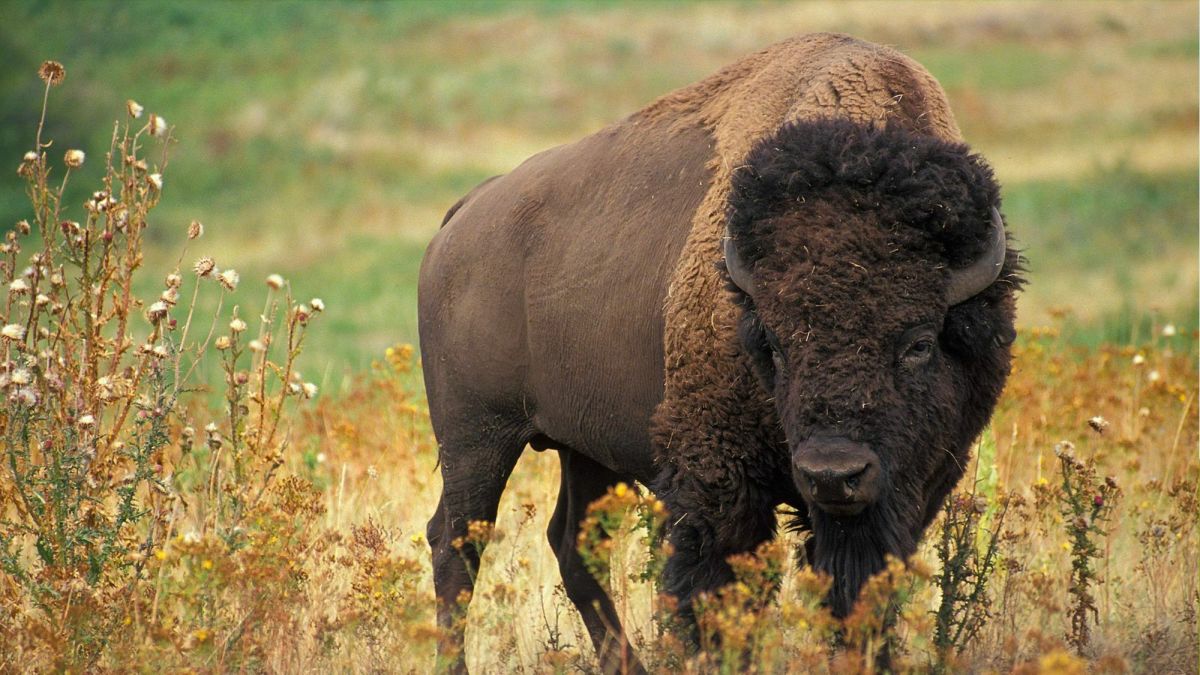 The Difference Between Bison and Buffalo: A Comprehensive Comparison
