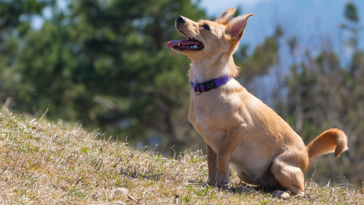How Do You Teach a Dog His Name? A Guide to Using Positive Methods