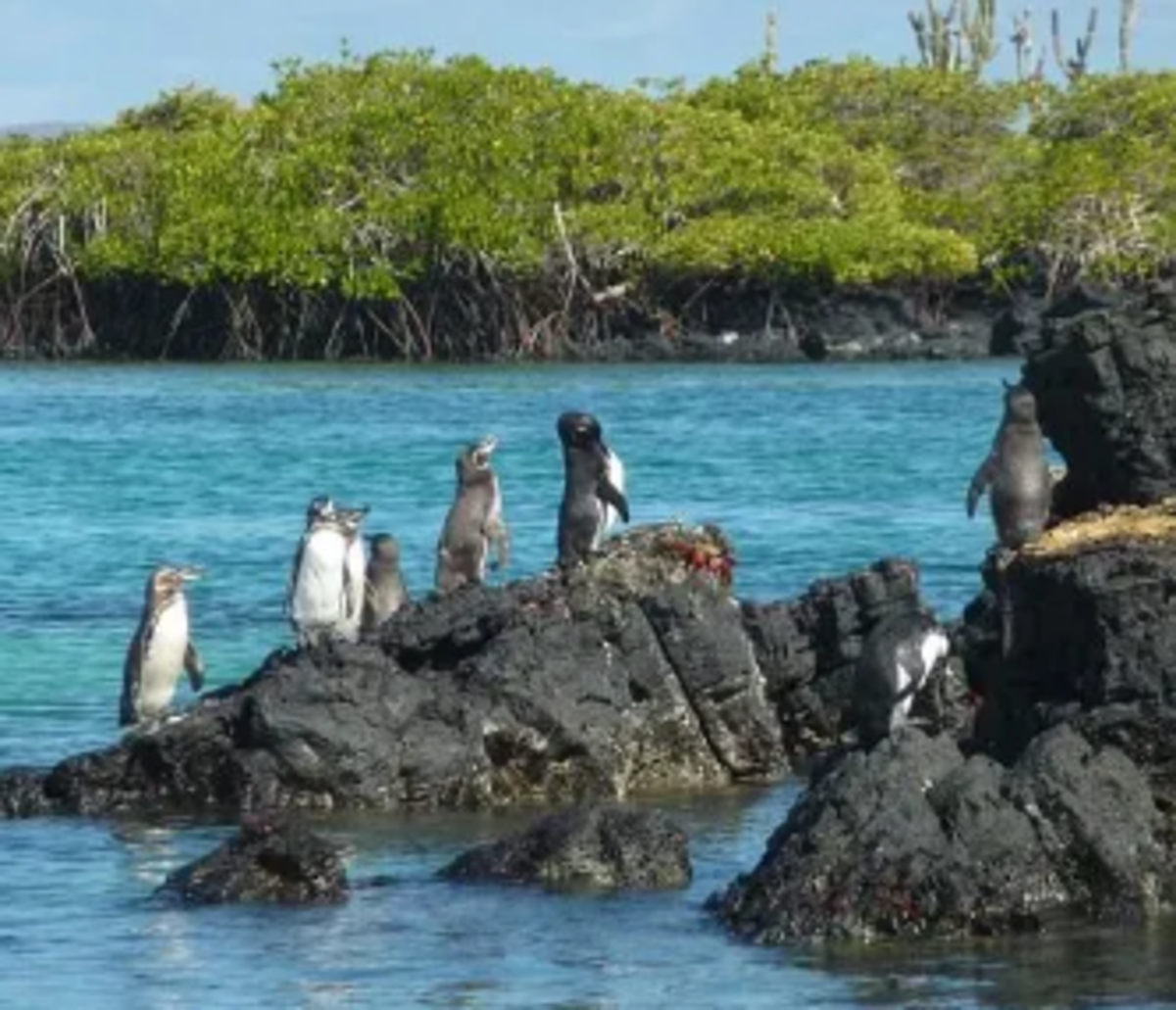 Why Do Penguins Only Live in the Southern Hemisphere? - HubPages