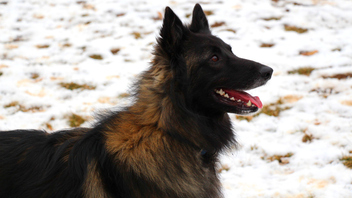 The Belgian Tervuren: A Guide to This Intelligent and Loyal Canine