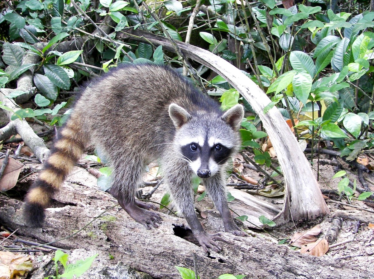 A Raccoon Named Herman