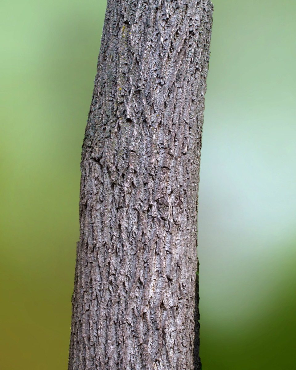 Black Walnut  Identification Of Common North American Woods
