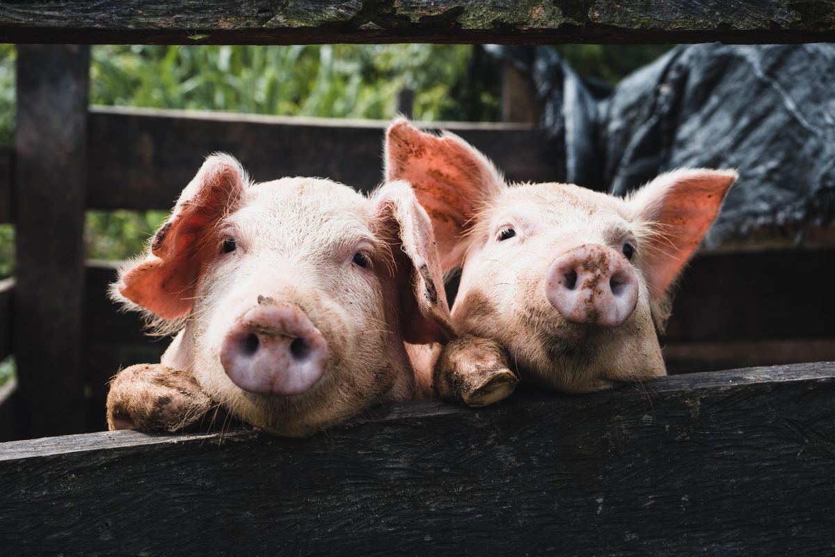 30 Pig Idioms and Phrases Explained