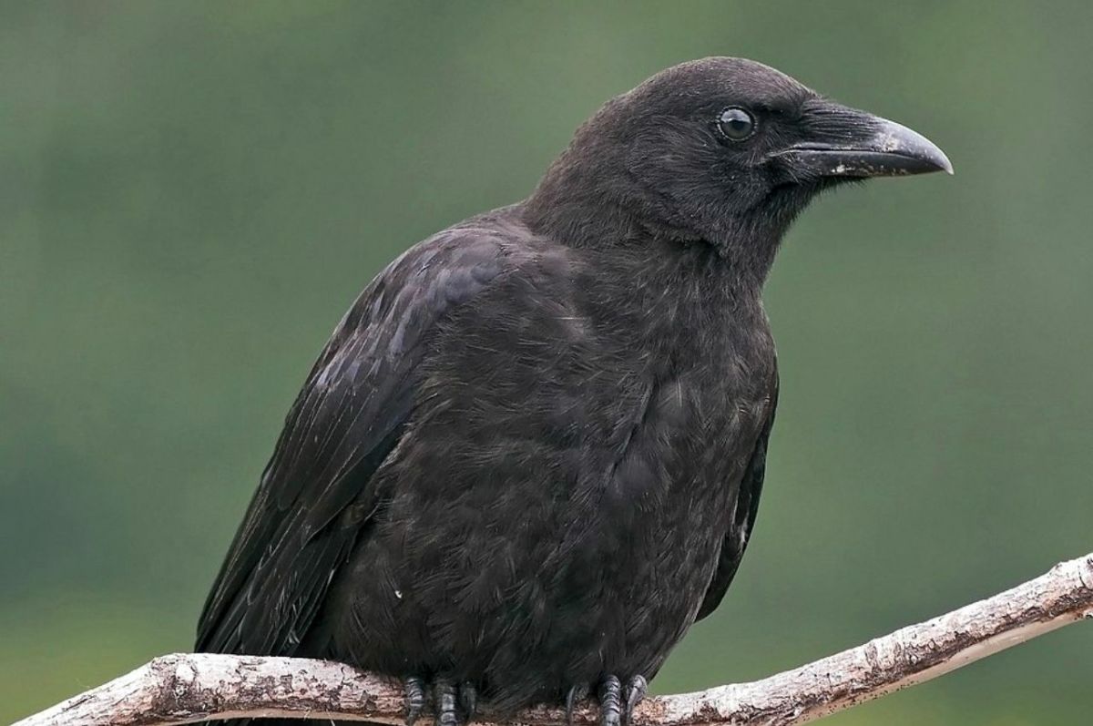 Canuck the Crow: A Semi-Tame Northwestern Crow