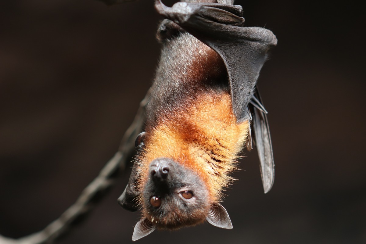 10 Fun Facts About Bats