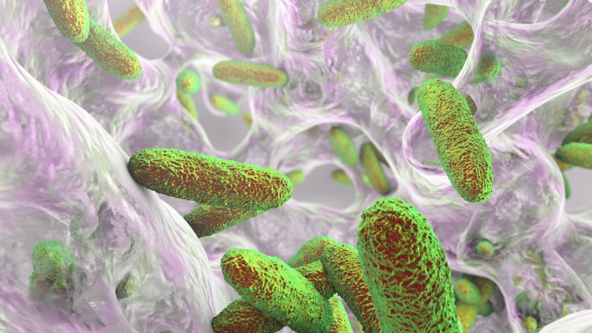 Klebsiella pneumoniae Facts, Possible Effects, and Discoveries