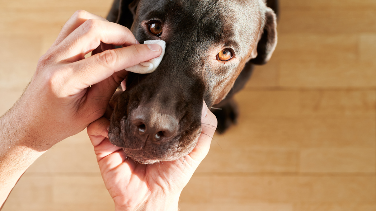 Softening Your Dog's Eye Discharge Like a Pro
