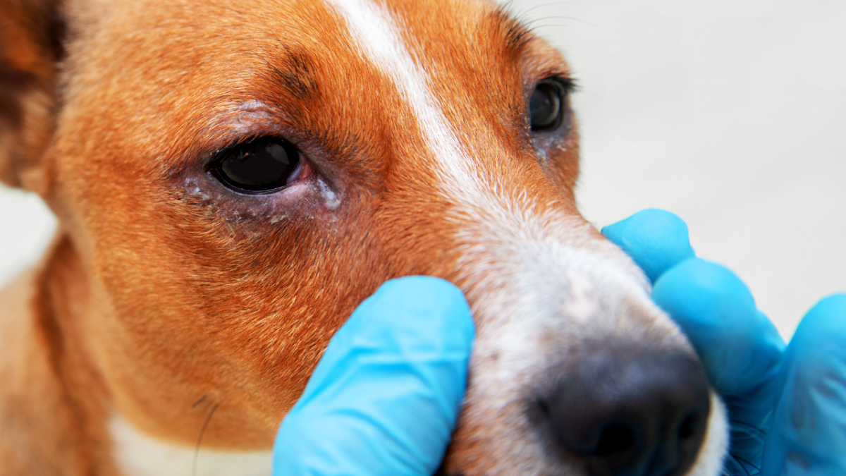 How Do You Treat Green  Eye Discharge in Dogs?