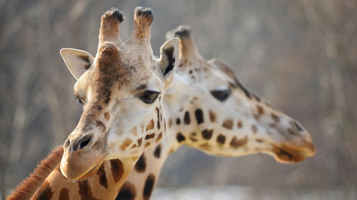 12 Sounds Giraffes Make