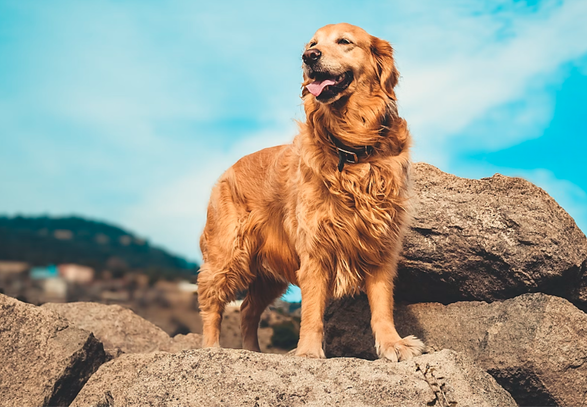 11 Best Therapy Dogs For Emotional Support HubPages