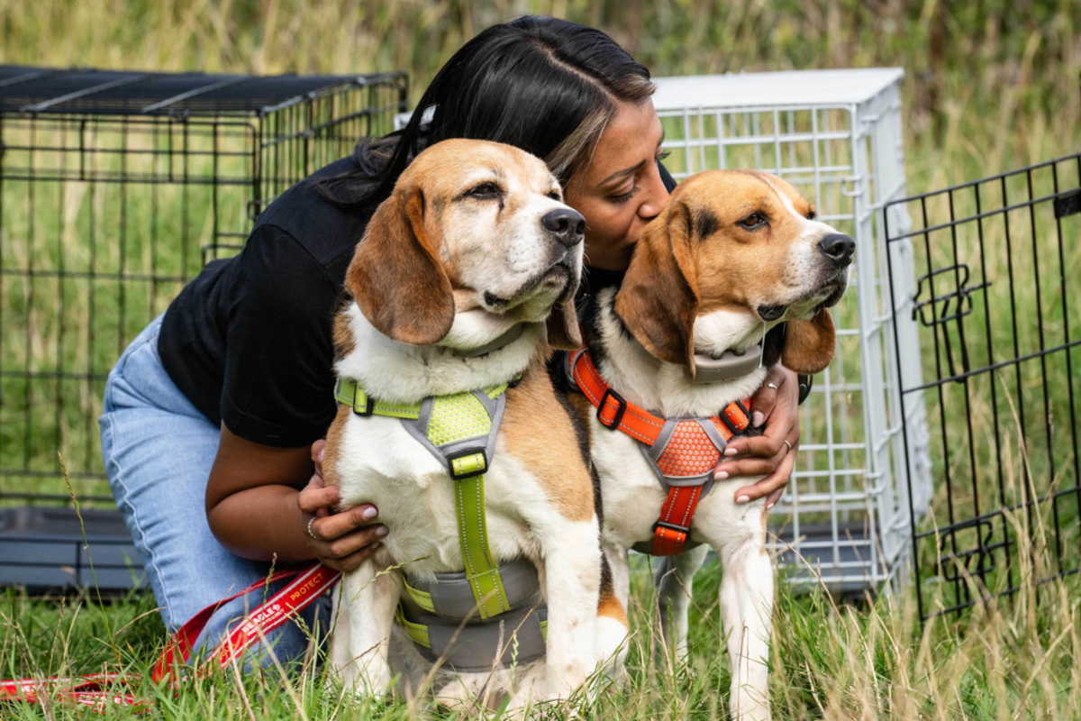 Beagle emotional support store dogs