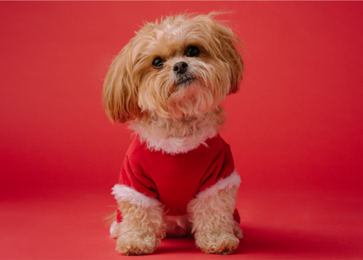11 Best Therapy Dogs For Emotional Support HubPages