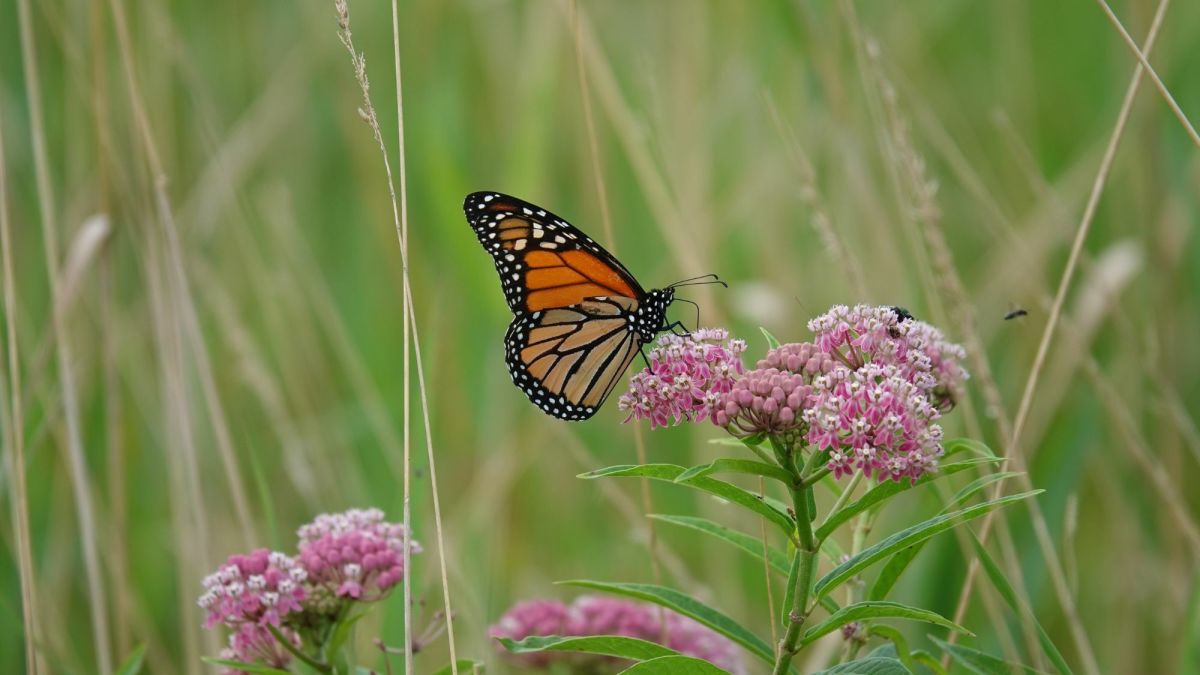 Help Monarch Butterflies by Planting Milkweed in Your Garden