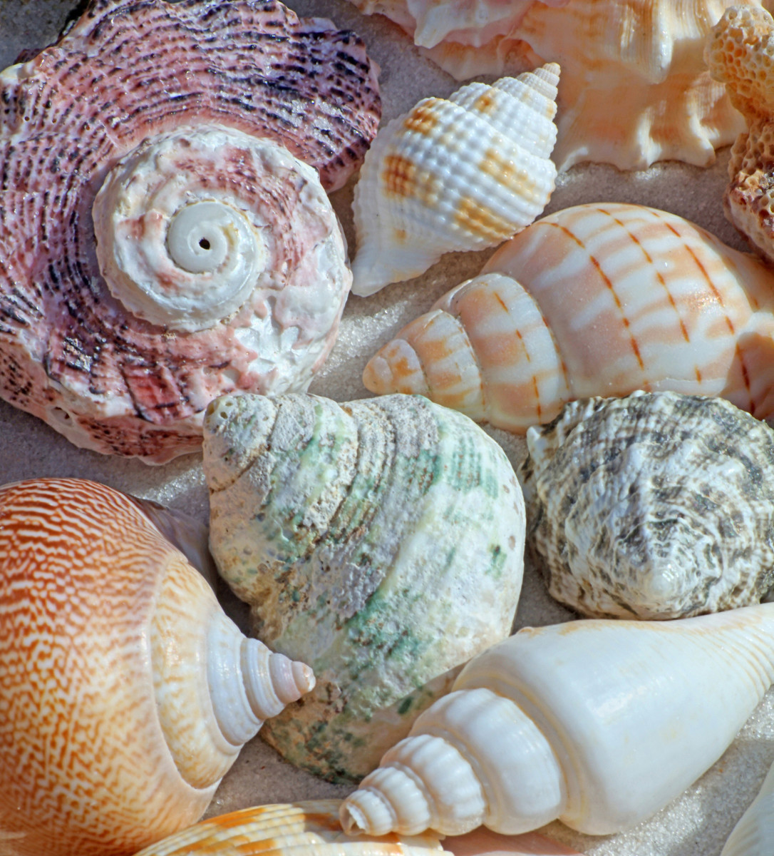 Univalve Shell ID Guide: Conchs, Whelks, Cones, Helmets & More - Owlcation