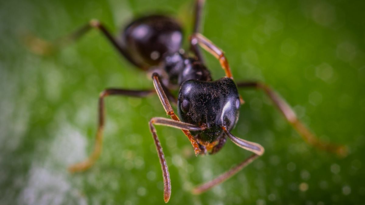 Ant Identification Guide With Photos